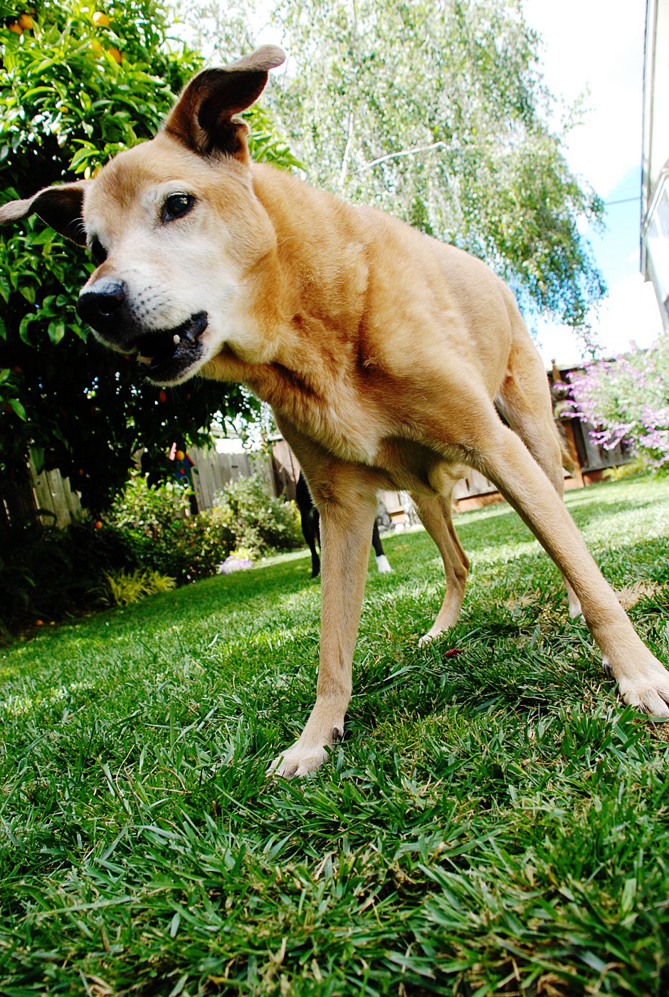 Medium sized blonde dog, Jeffrey